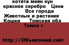 котята мейн кун, красное серебро › Цена ­ 30 - Все города Животные и растения » Кошки   . Томская обл.,Томск г.